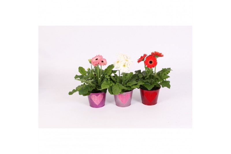 Gerbera mix in zinken pot met velvet hart 