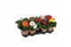 Gerbera mix patio beauty potcover, 