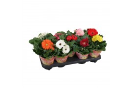 Gerbera mix patio beauty potcover,