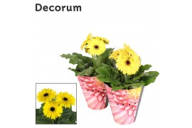 Gerbera flori line geel potcover decorum
