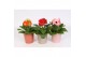 Gerbera mix Gerbera belicht 2+ in zink pot in romance zink 3 ass. 2 bl 