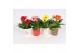 Gerbera mix 2+ in surprise beker mix 
