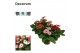 Gerbera mix twister 3+ met kraag decorum voorjaarmix 