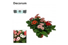 Gerbera mix twister 3+ met kraag decorum voorjaarmix