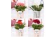 Gerbera mix belicht 2+ in  pure eline, 