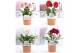 Gerbera mix belicht  in pure terraco, 
