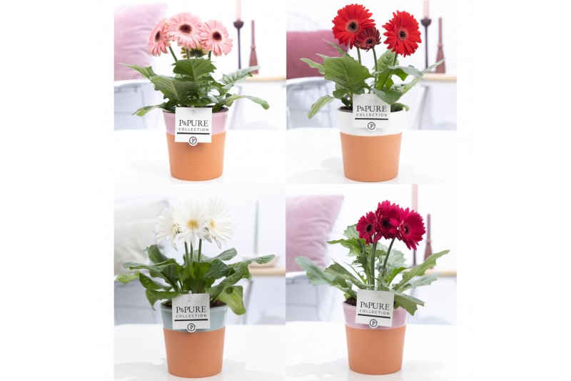 Gerbera mix belicht  in pure terraco, 