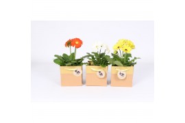 Gerbera mix 2+ in paas tasje
