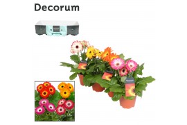 Gerbera mix twister 3+ met kraag decorum