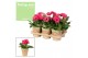 Gerbera flori line paars feel green nature potcover decorum 