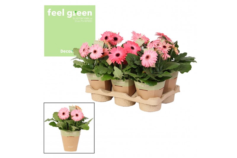 Gerbera flori line roze feel green nature potcover decorum Gerbera flori line roze feel green nature potcover decorum