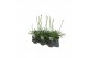 Agapanthus charlotte Agapanthus wit. 15cm 1-2 knop 1 bl. 5 pp 