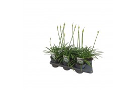 Agapanthus charlotte Agapanthus wit. 15cm 1-2 knop 1 bl. 5 pp
