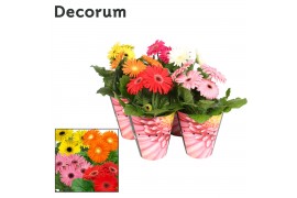Gerbera mix 3+ bl  potcover Decorum