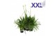 Agapanthus eydori blue blauw knoppen boven gewas 