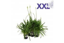 Agapanthus eydori blue blauw knoppen boven gewas
