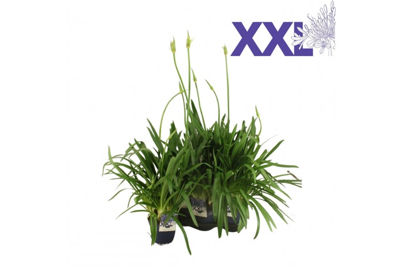 Agapanthus eydori blue blauw knoppen boven gewas Agapanthus eydori blue blauw knoppen boven gewas