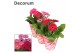 Gerbera flori line paars 2+ in potcover decorum 