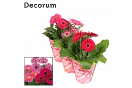 Gerbera flori line paars 2+ in potcover decorum