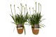 Agapanthus charlotte Agapanthus Charlotte blauw pot 12 cm in zeegras m 