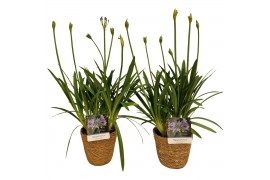 Agapanthus charlotte Agapanthus Charlotte blauw pot 12 cm in zeegras m