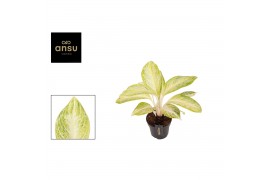 Aglaonema arctic lime