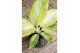 Aglaonema arctic lime 