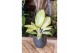 Aglaonema arctic lime 