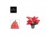 Aglaonema cherry baby chili red 
