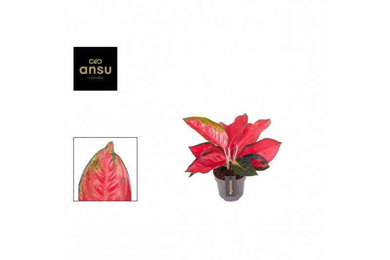 Aglaonema cherry baby chili red 