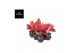 Aglaonema cherry baby chili red 
