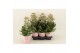 Kalanchoe feminine pink 