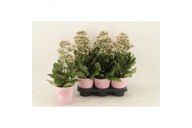Kalanchoe feminine pink