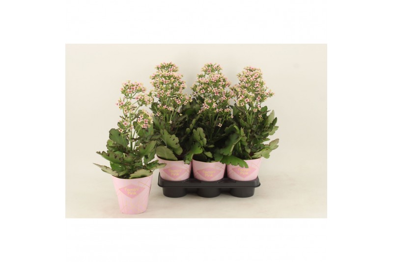 Kalanchoe feminine pink 