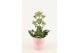 Kalanchoe feminine pink 