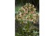 Kalanchoe feminine pink 