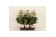 Kalanchoe feminine pink 