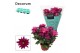 Chrysanthemum breeze jam decorum 