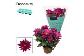 Chrysanthemum breeze jam decorum