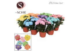 Chrysanthemum ind. chrystal mix