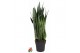 Sansevieria zeylanica 