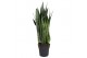 Sansevieria zeylanica 