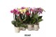 Phalaenopsis mix Natural Charm - 2 tak, 14+ 