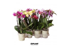 Phalaenopsis mix Natural Charm - 2 tak, 14+