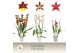 Cambria grp mix 3 kleuren Cambria, Mix 3-spike Exclusiva Orchidea 3 ta 