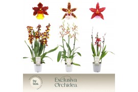 Cambria grp mix 3 kleuren Cambria, Mix 3-spike Exclusiva Orchidea 3 ta
