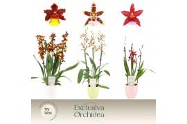 Cambria grp mix 3 kleuren Cambria, Mix 3-spike in Lotte Mix Exclusiva 