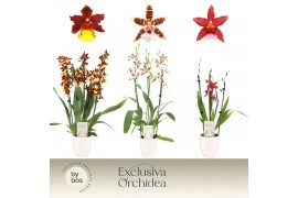 Cambria grp mix 3 kleuren Cambria, Mix 3-spike in Lotte White Exclusiv