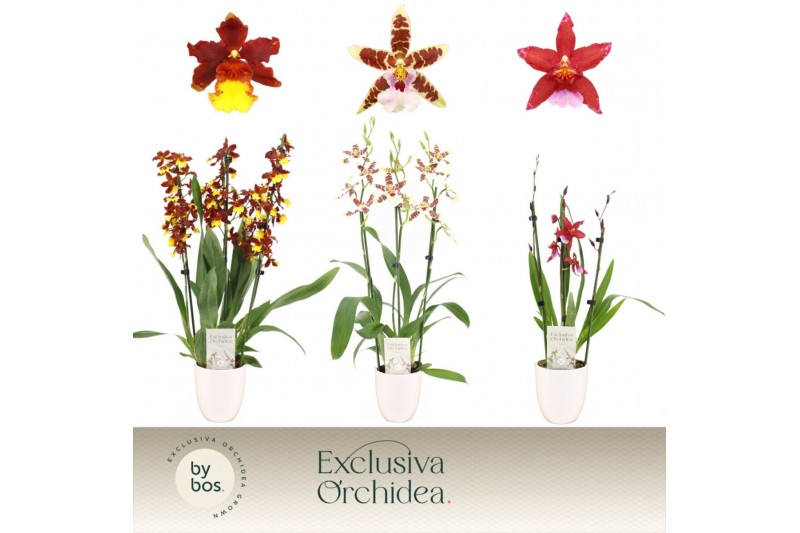Cambria grp mix 3 kleuren Cambria, Mix 3-spike in Lotte White Exclusiv 