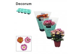 Chrysanthemum ind. tweekleurige mix decorum
